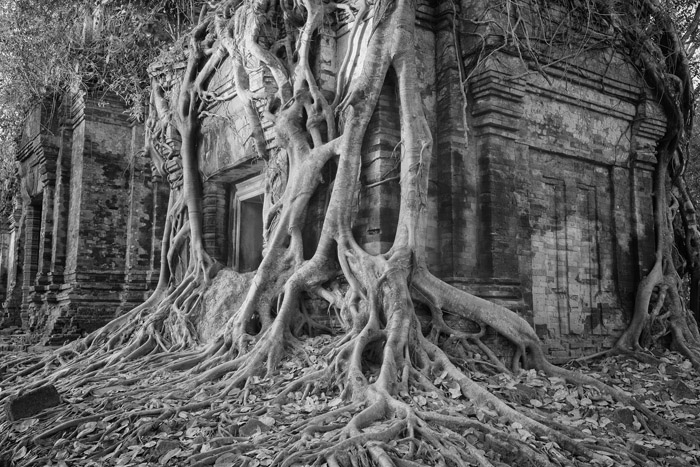 Sacred places 4: The Temple in the Jungle, Angkor, Cambodia
