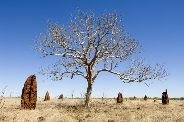 Amongst the Termite Mounds Outback Australia