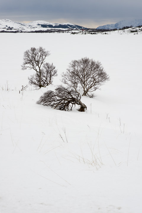 Photograph of Arctic Snow Scene 2