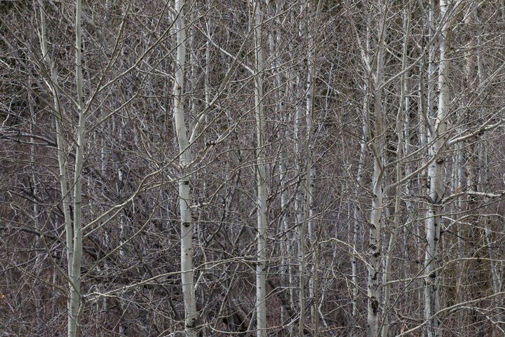 Photograph of aspen trees in Montana - USA.