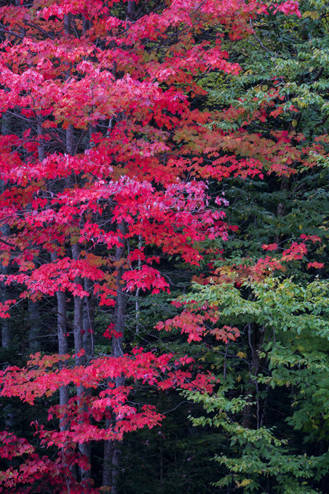 Photograph of Autumn Trees 1
