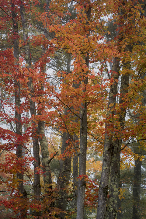 Photograph of Autumn Trees 2