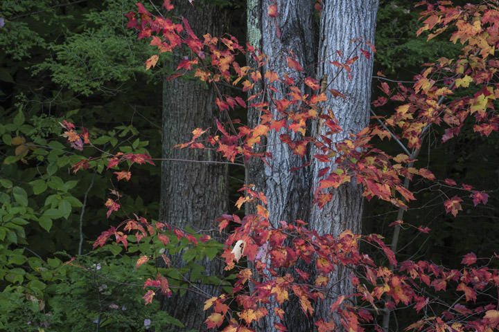 Photograph of Autumn Trees 8