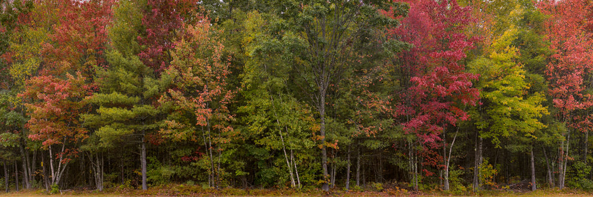 Photograph of Autumn Trees 9