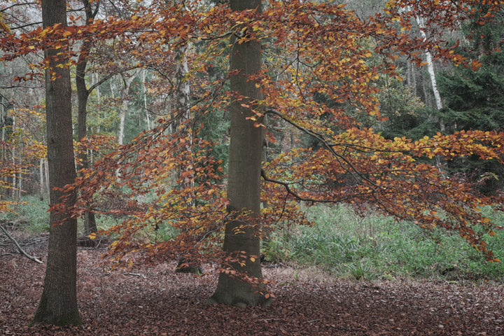 Autumn Woodland Colours 2