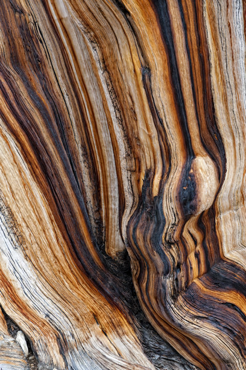 Bark Patterns Bristlecone Pine