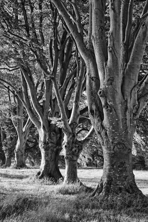 Beech Trees England