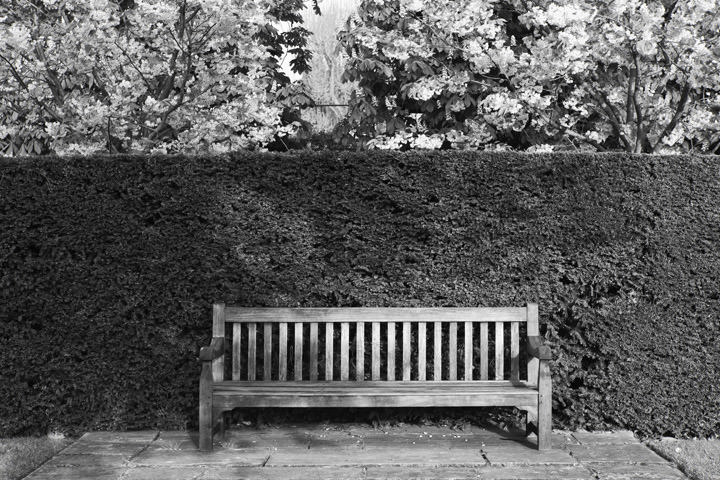 Photograph of Bench Regents Park 1