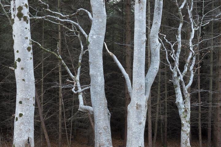 Birch Forest 