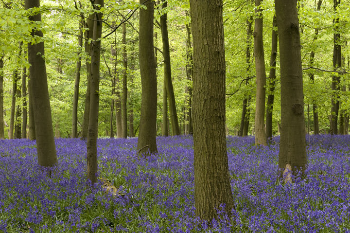 Photograph of Bluebell Forest