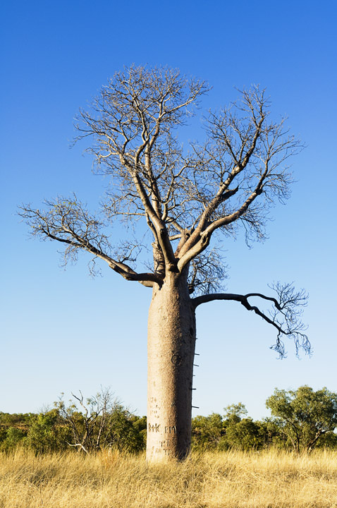 Photograph of Boab Tree
