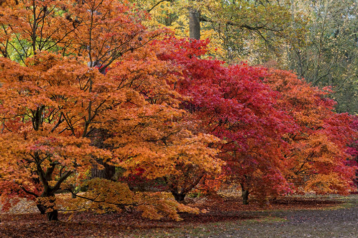 Photograph of Colours of Autumn
