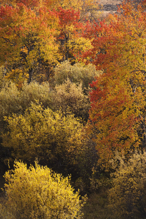 Photograph of Fall Colours 2
