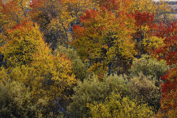 Photograph of Fall Colours