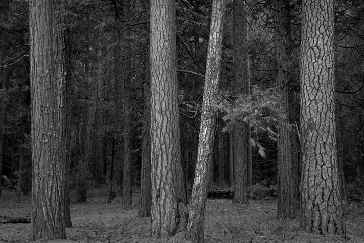 Photograph of Forest Scene 6