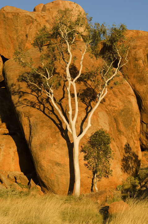 Golden Light Outback -  Australia