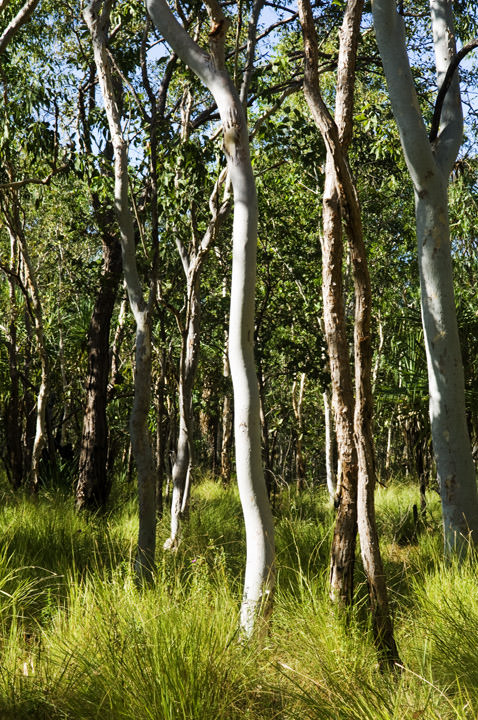 Photograph of Kakadu Forest