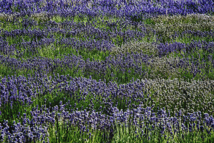 Photograph of Lavender Patterns 1