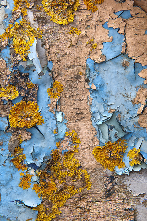 Lichen Patterns Southwold - England