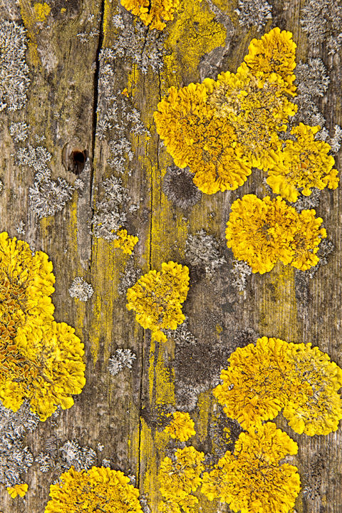 Photograph of Lichen Patterns 2