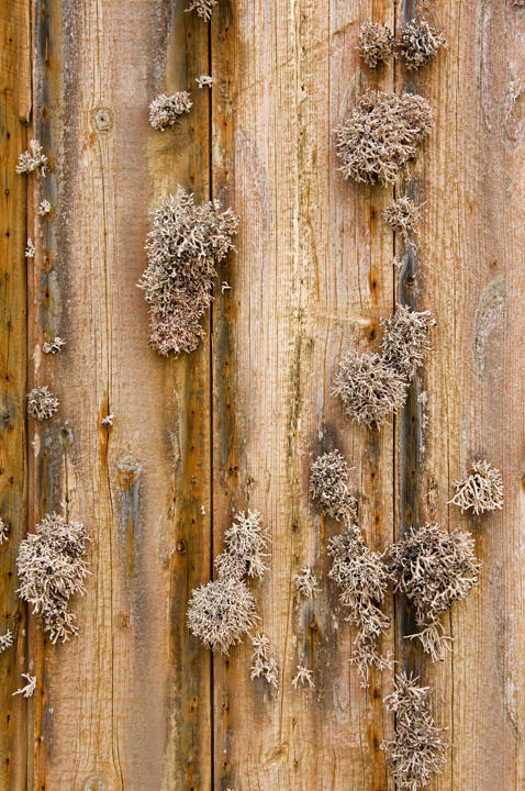 Photograph of Lichen on Wood
