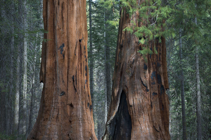 Photograph of Redwoods 4
