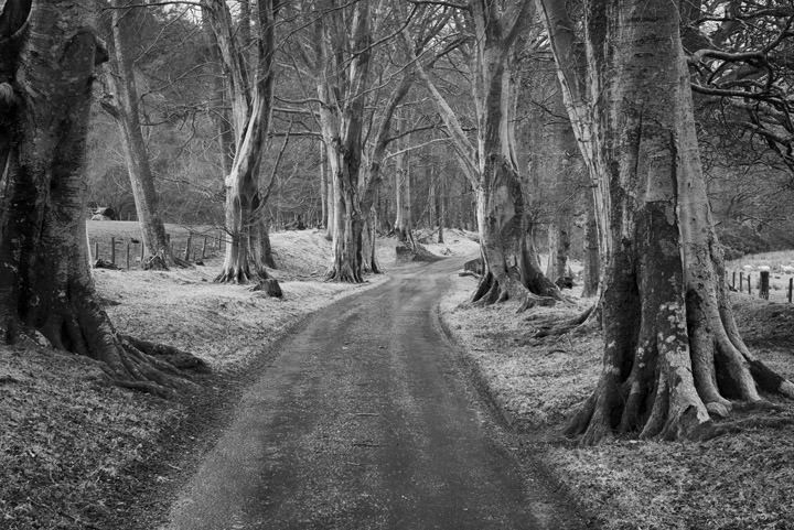 Road through the Beeches 