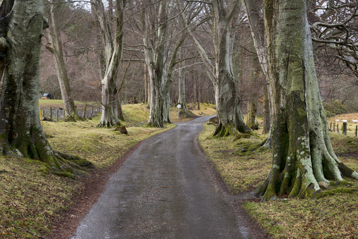 Photograph of Road through the Beeches 2