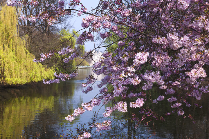 Photograph of Springtime - St James Park