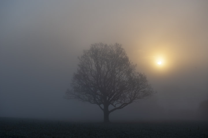 Photograph of Sunrise Tree