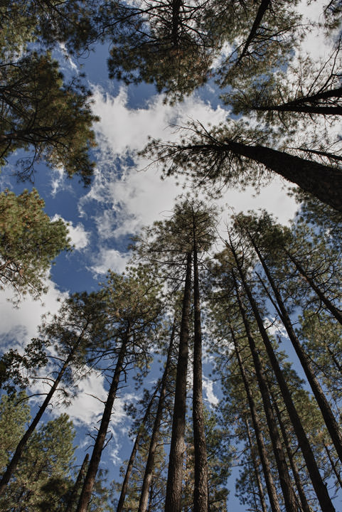 Tall Trees under a cloudy sky in Arizona.