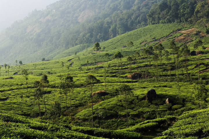 Tea Estates India