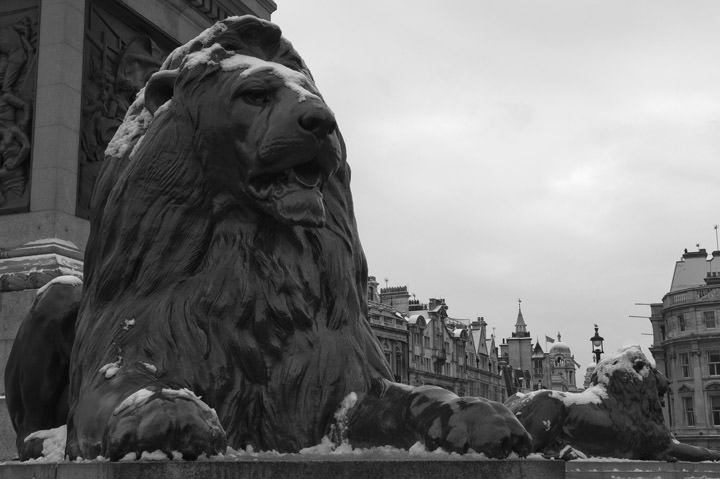 Photograph of The Lion in Winter - Trafalgar Square