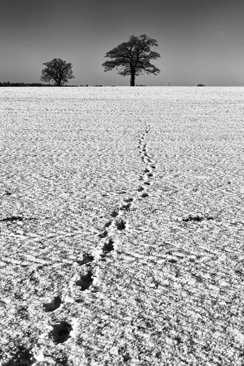 Tracks through the Snow 