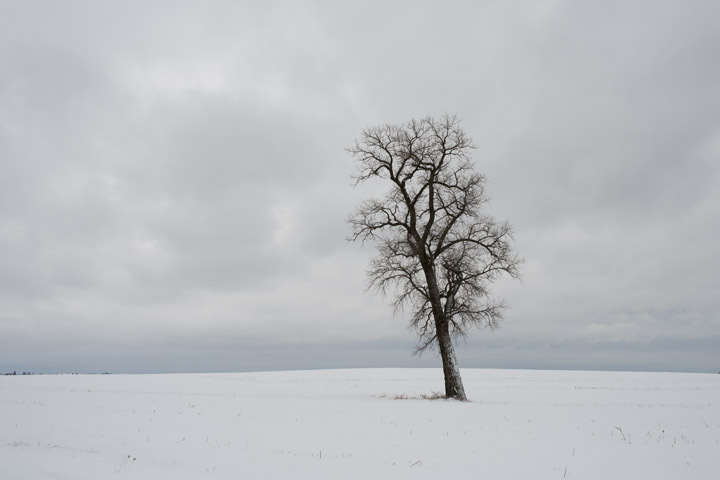 Photograph of Tree in Winter 1
