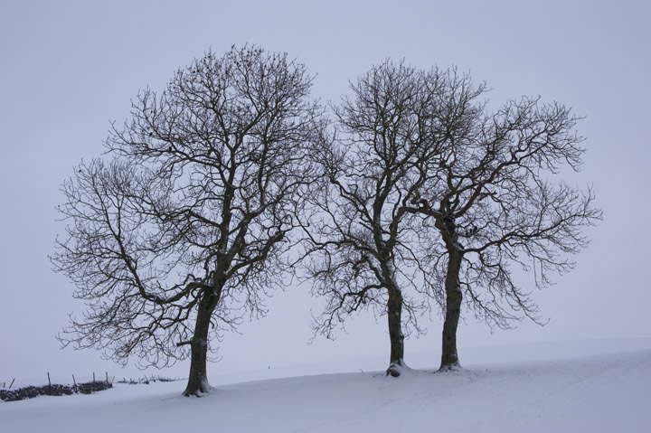 Photograph of Winter Silhouettes