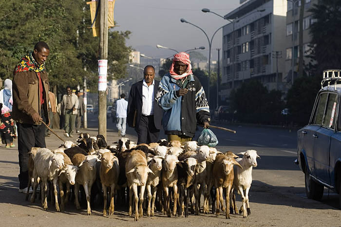 shepherd and sheep in Addis Ababa Ethiopia
