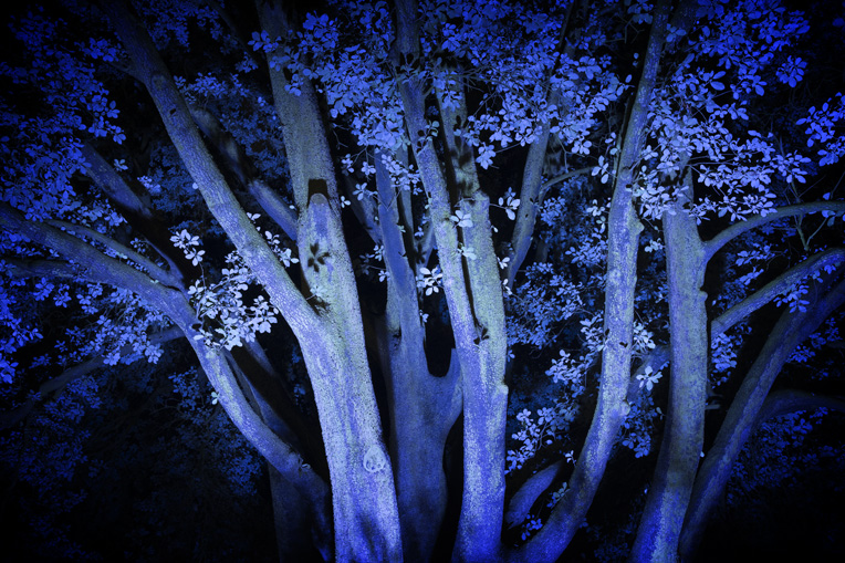 Blue Trees at Kew Gardens during Christmas