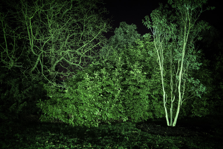 Green Trees at Kew gardens during Christmas