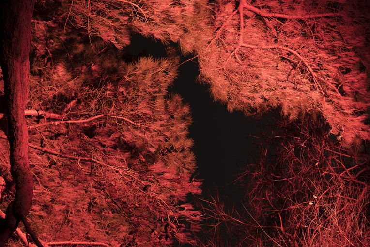 Red Trees at Kew Gardens during Christmas