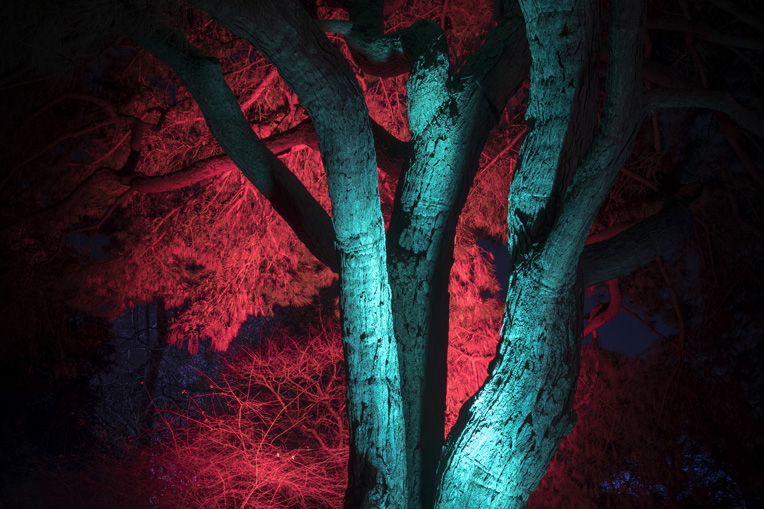 Coloured Trees at Kew Gardens during Christmas