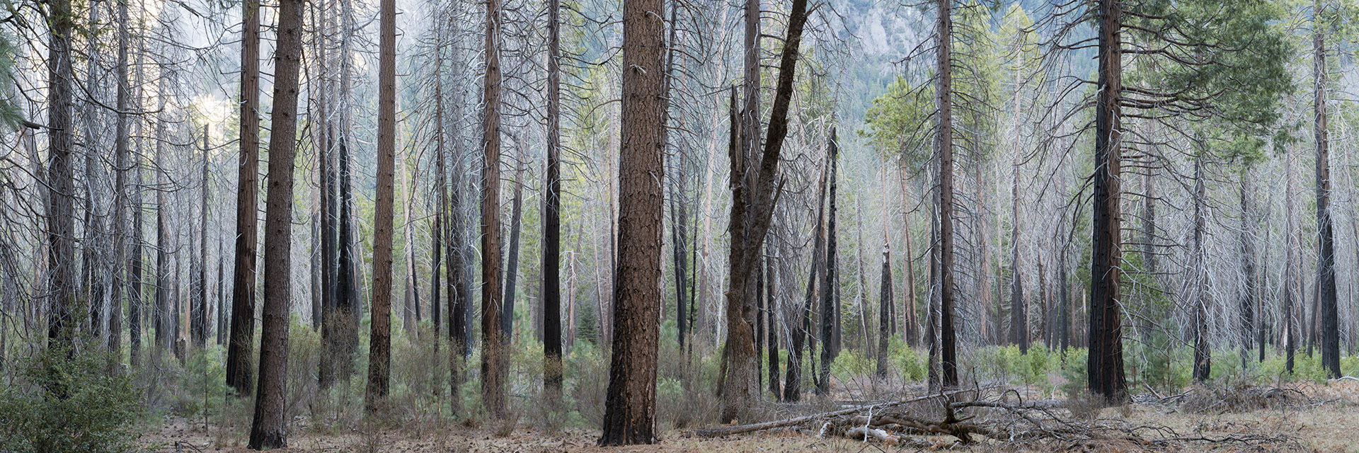 Panoramic photograph of trees in Yosemite California USA