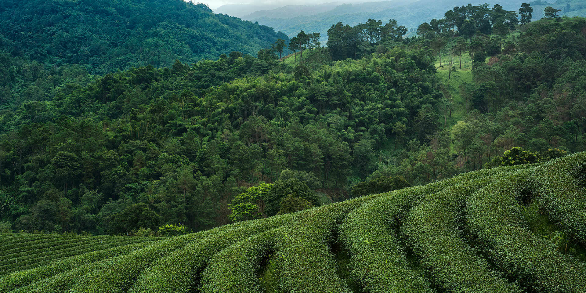 beautiful photo of tea estates in asia