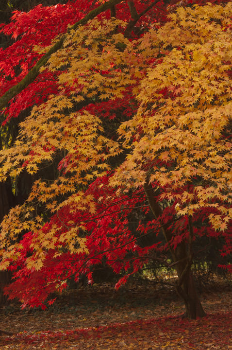 Photograph of Autumn Leaves