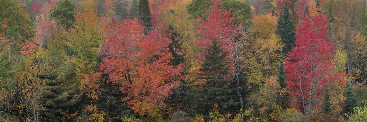 Photograph of Autumn Trees 10