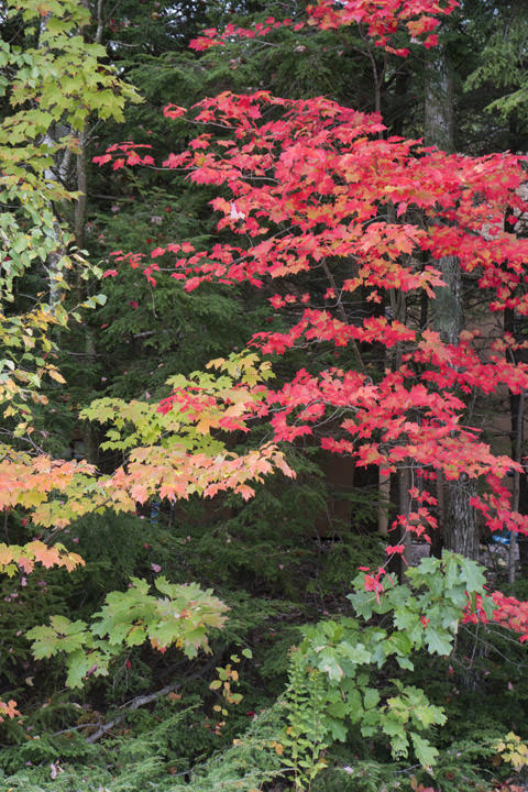 Photograph of Autumn Trees 3