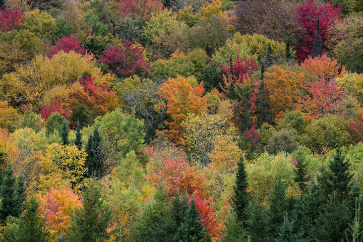 Photograph of Autumn Trees 4