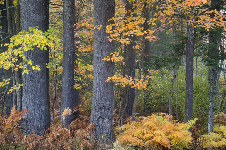 Photograph of Autumn Trees 5