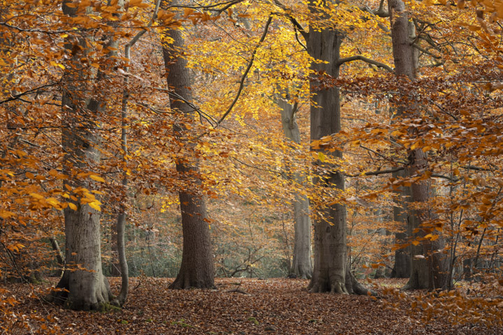 Photograph of Autumn Trees Gold