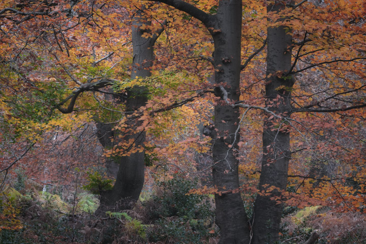 Autumn Woodland Colours 1